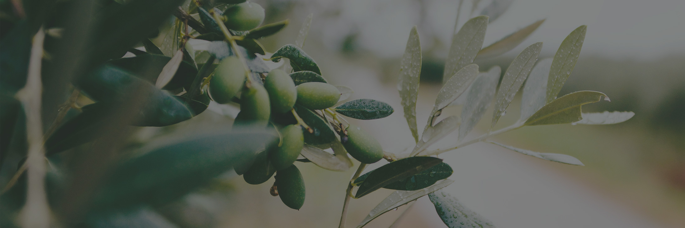 olio_pontevignola