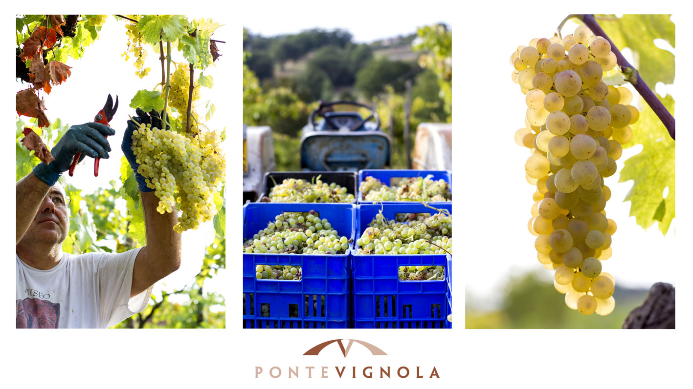 about-us-ponte-vignola
